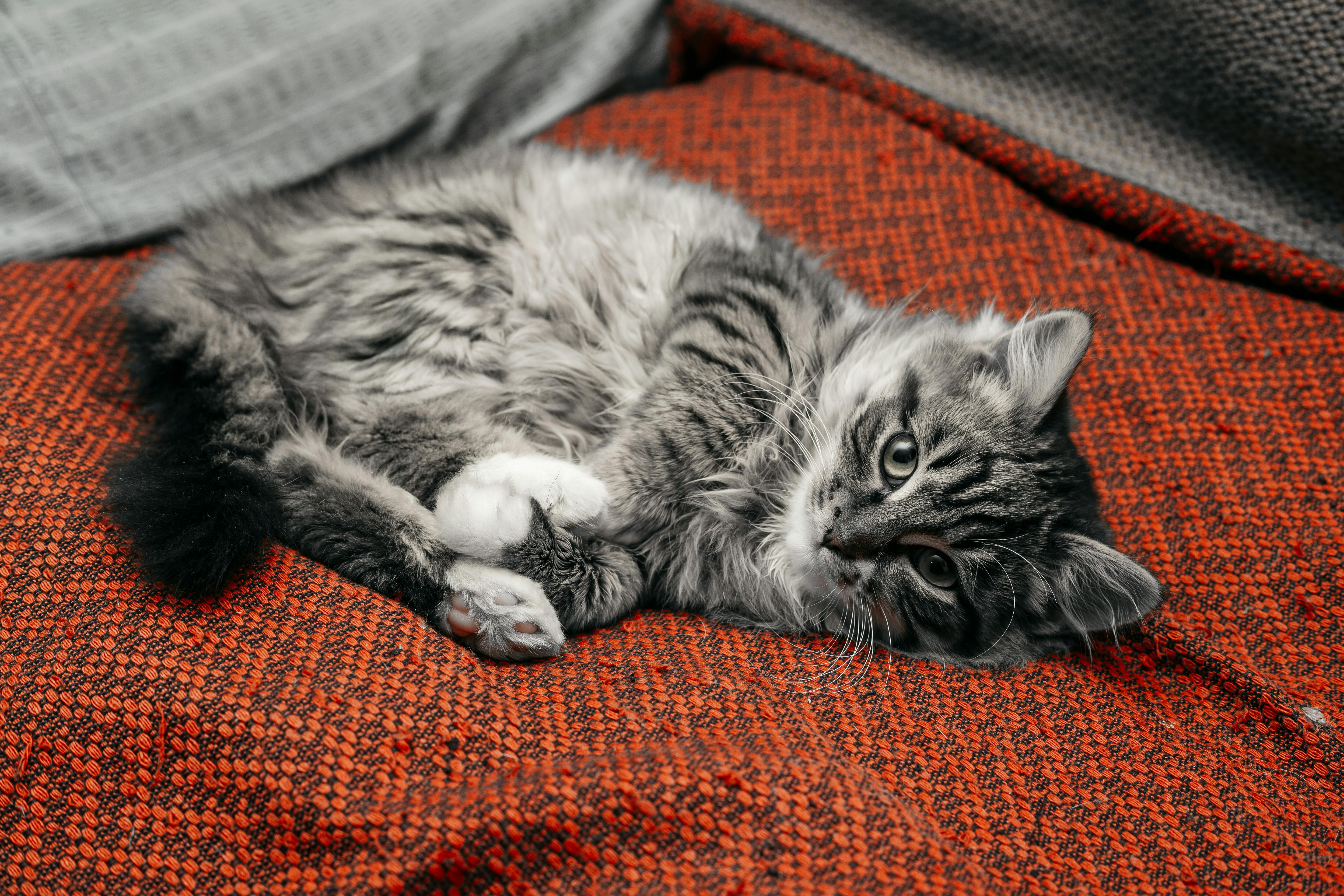 random Cat
