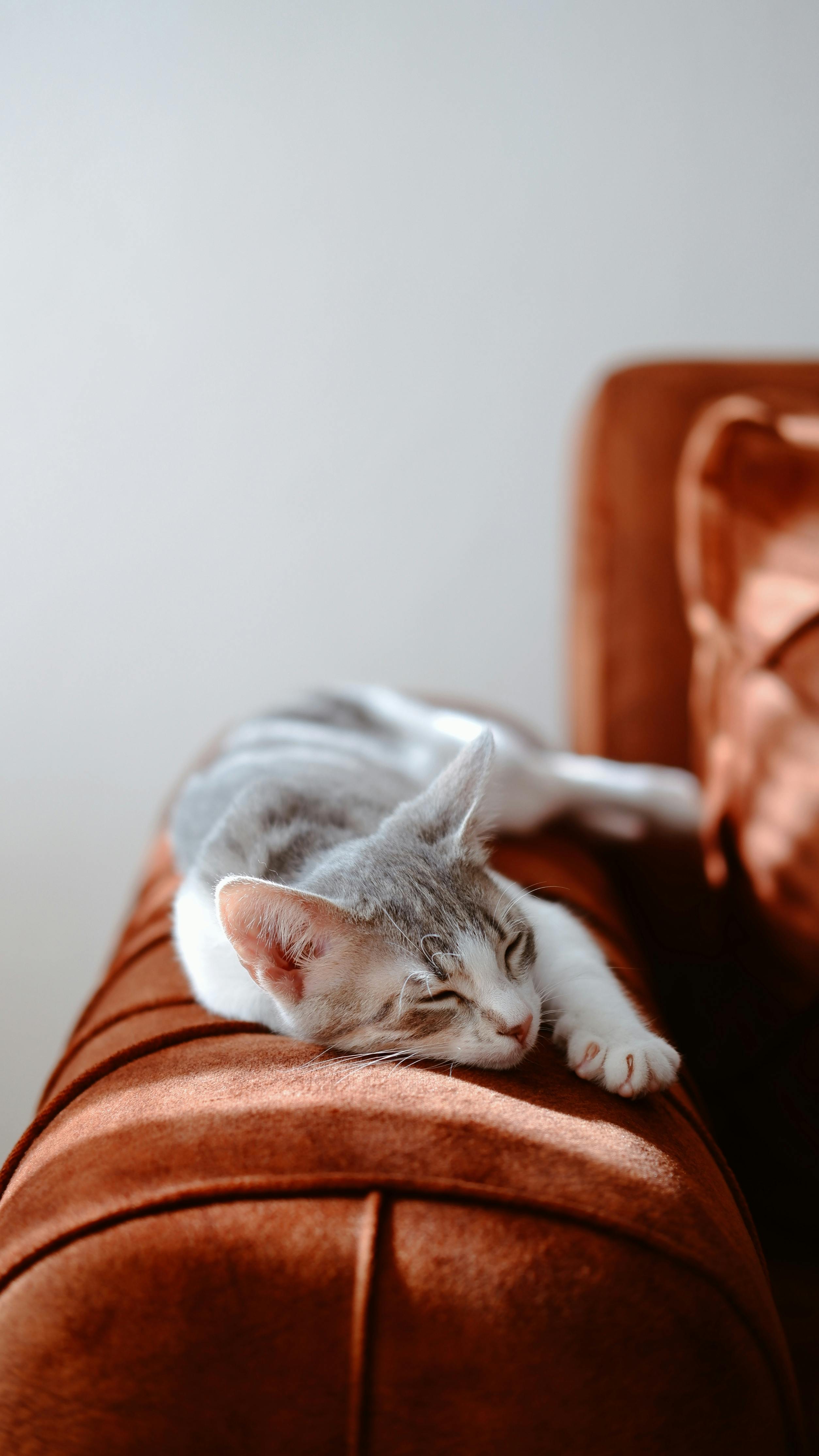 random Cat