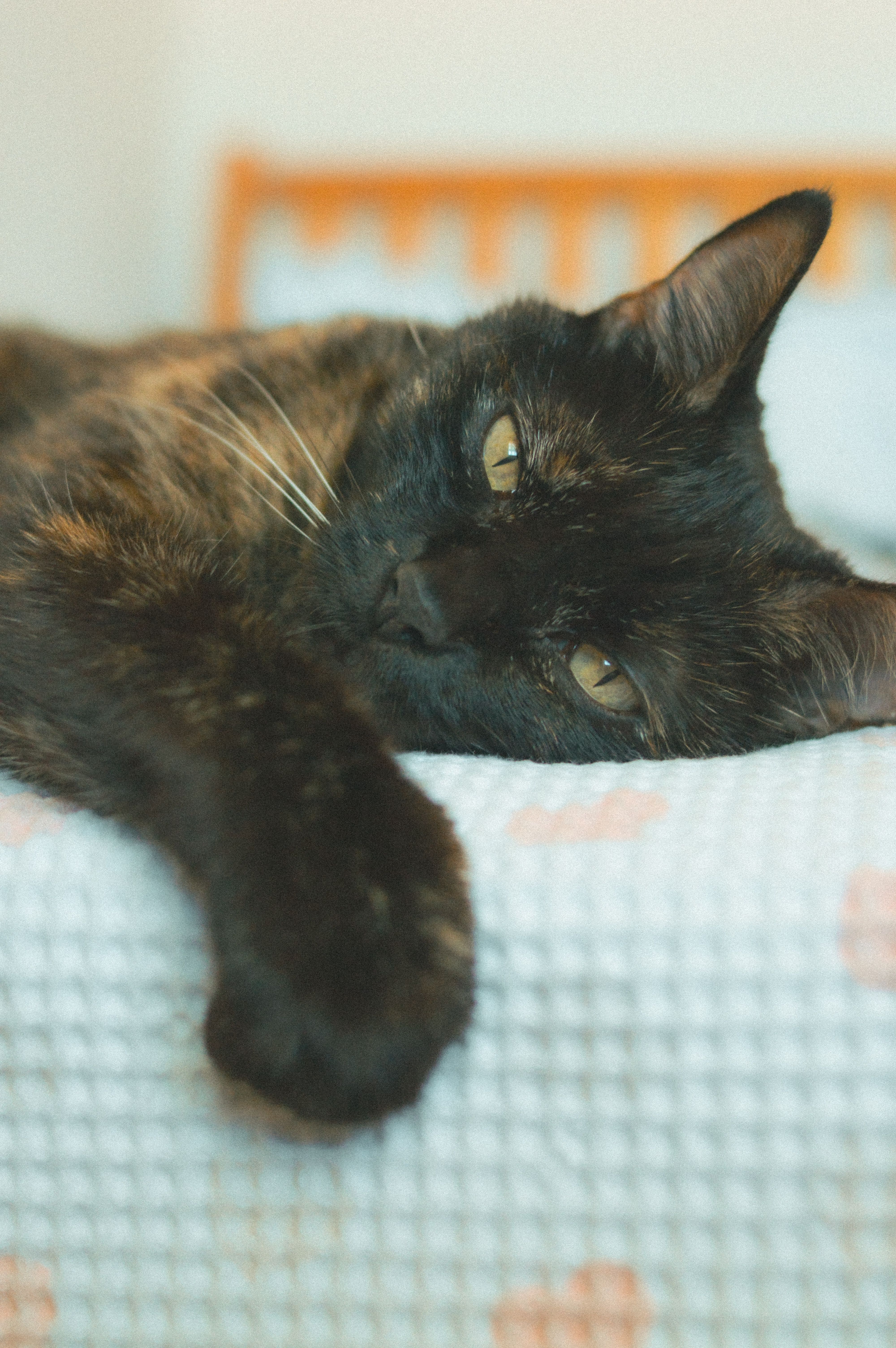 random Cat