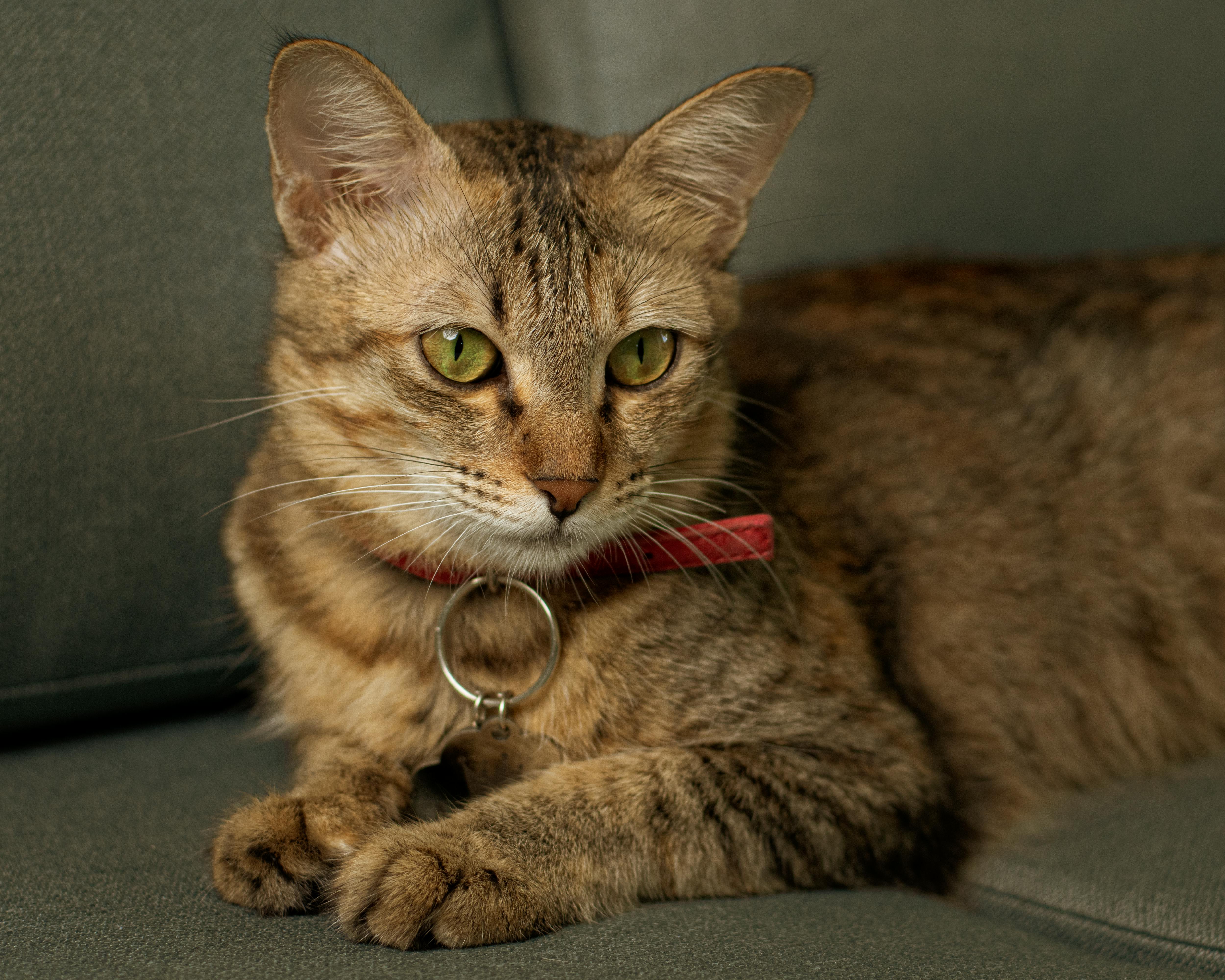 random Cat